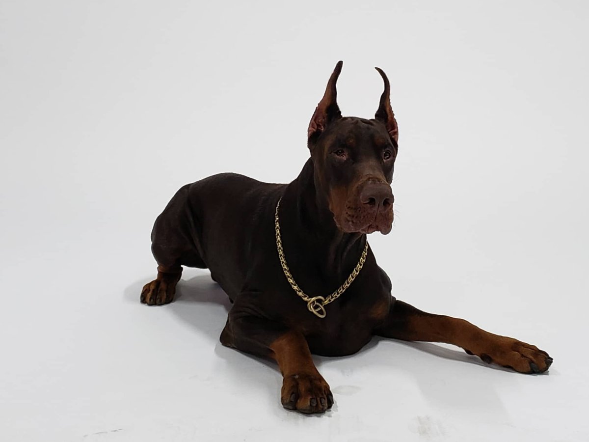 Ошейник для добермана