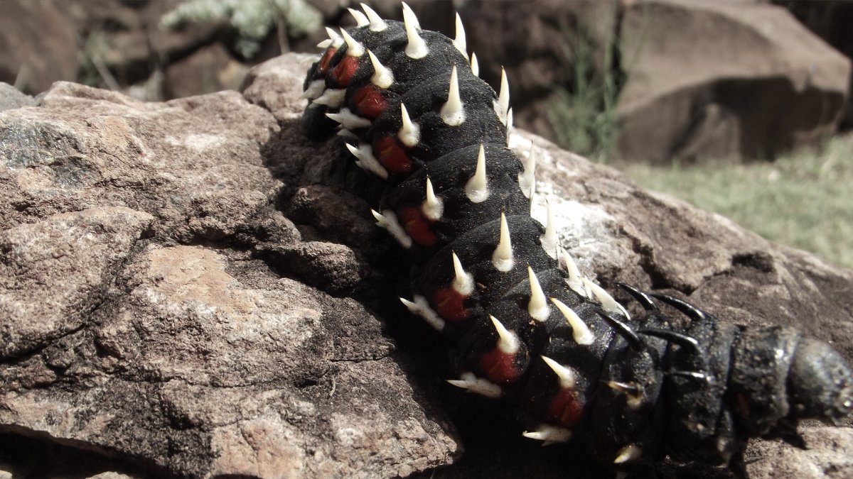 Гусеница Катерпиллер бабочка