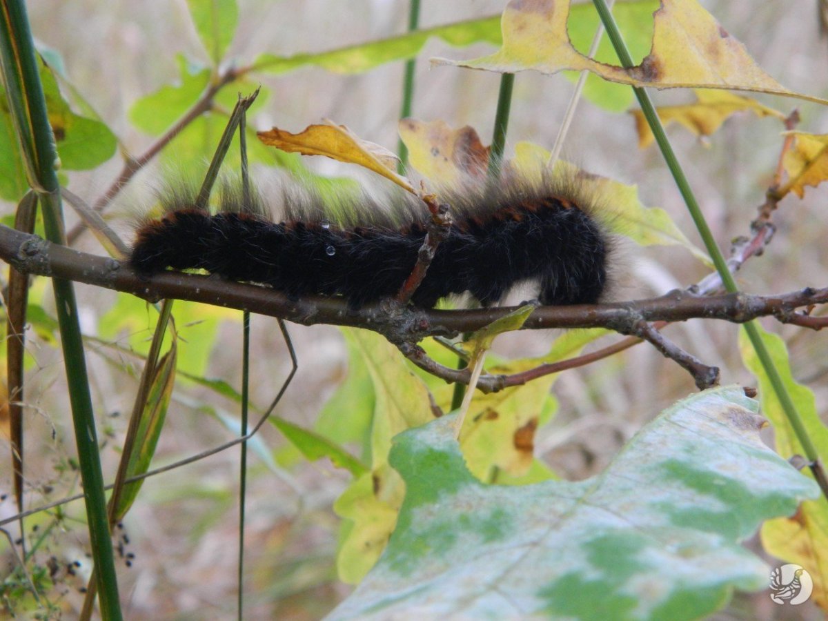 Гусеницы волосатики ядовиты?