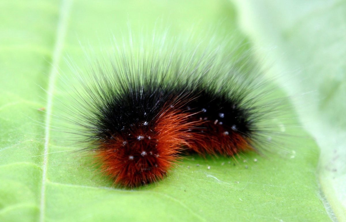 Медведица Кайя куколка