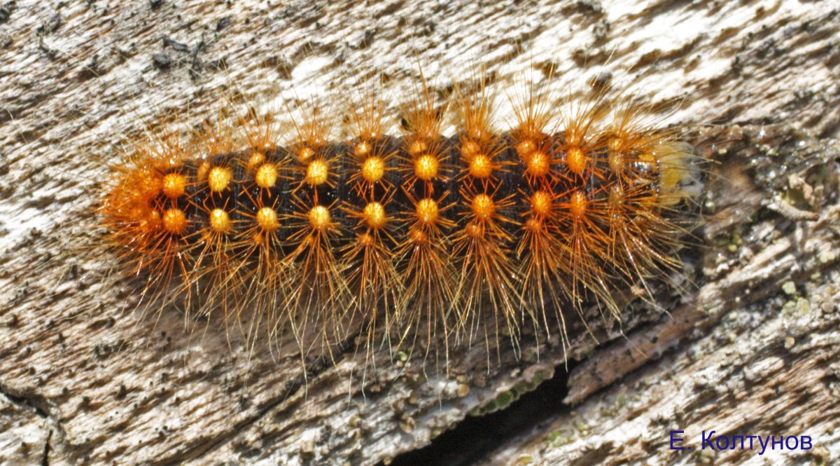 Шелкопряд монашенка гусеница