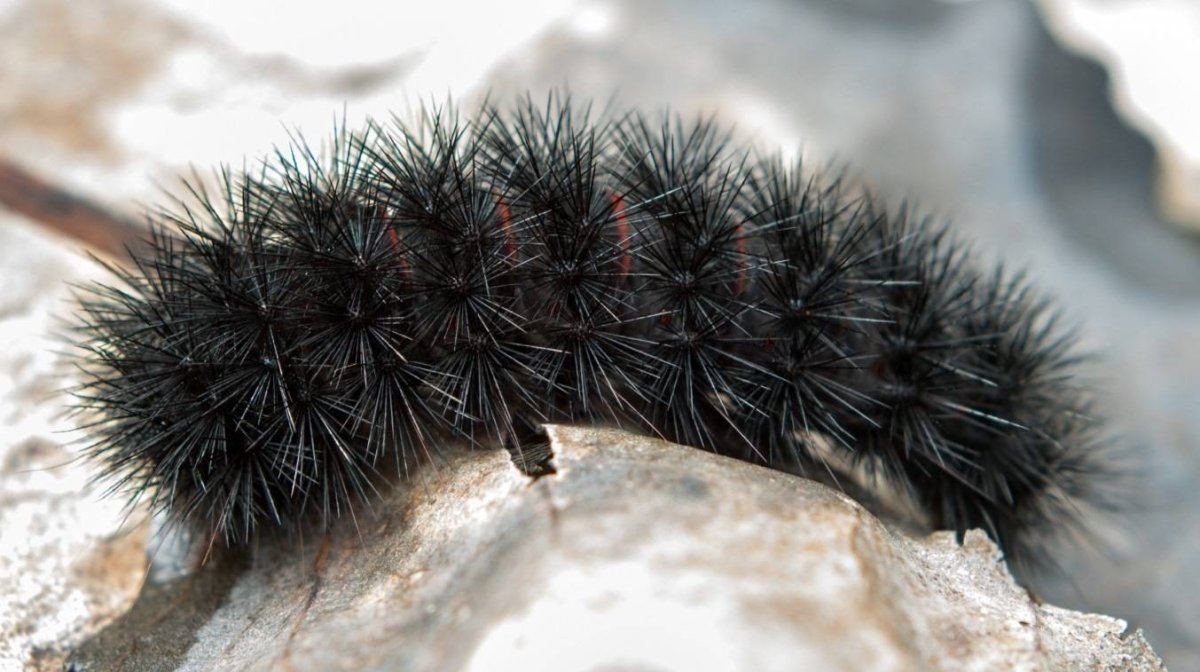 Черно белая пушистая гусеница