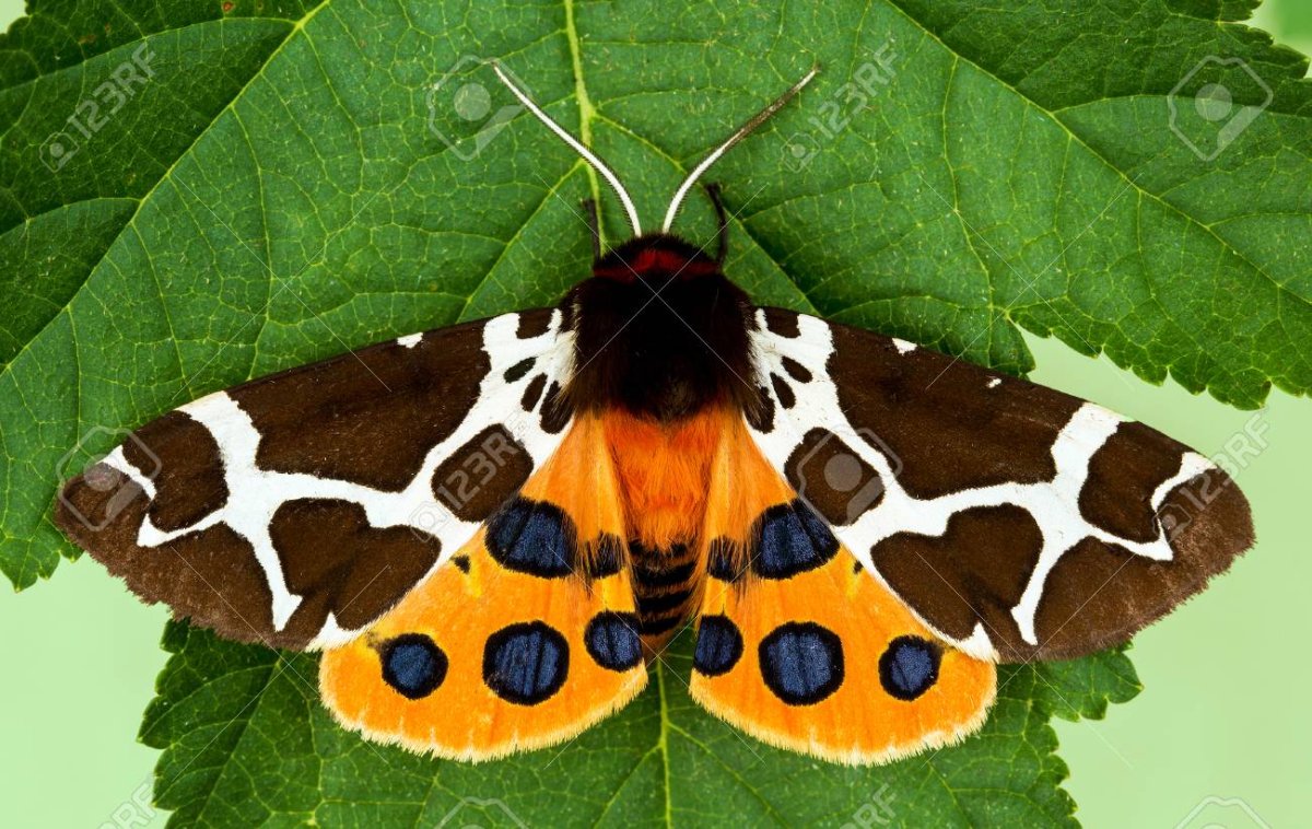 Медведица крапчатая Spilosoma lubricipeda