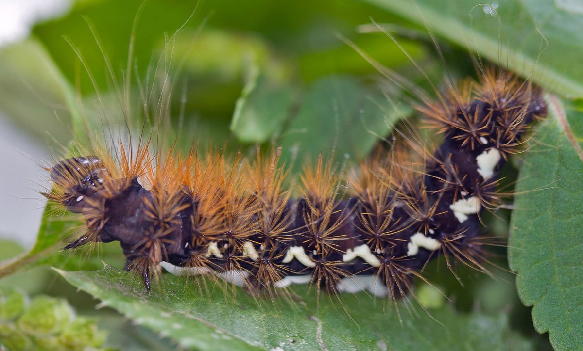 Мохнатая гусеница Медведица Кайя