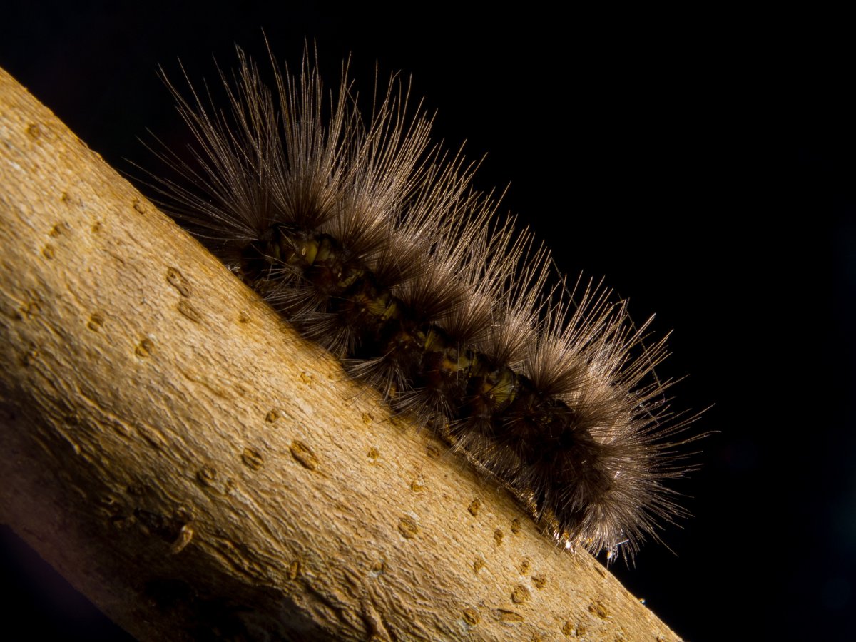 Медведица Кайя гусеница