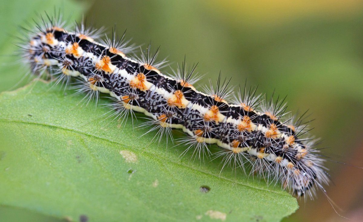 Мохнатая гусеница Медведица Кайя