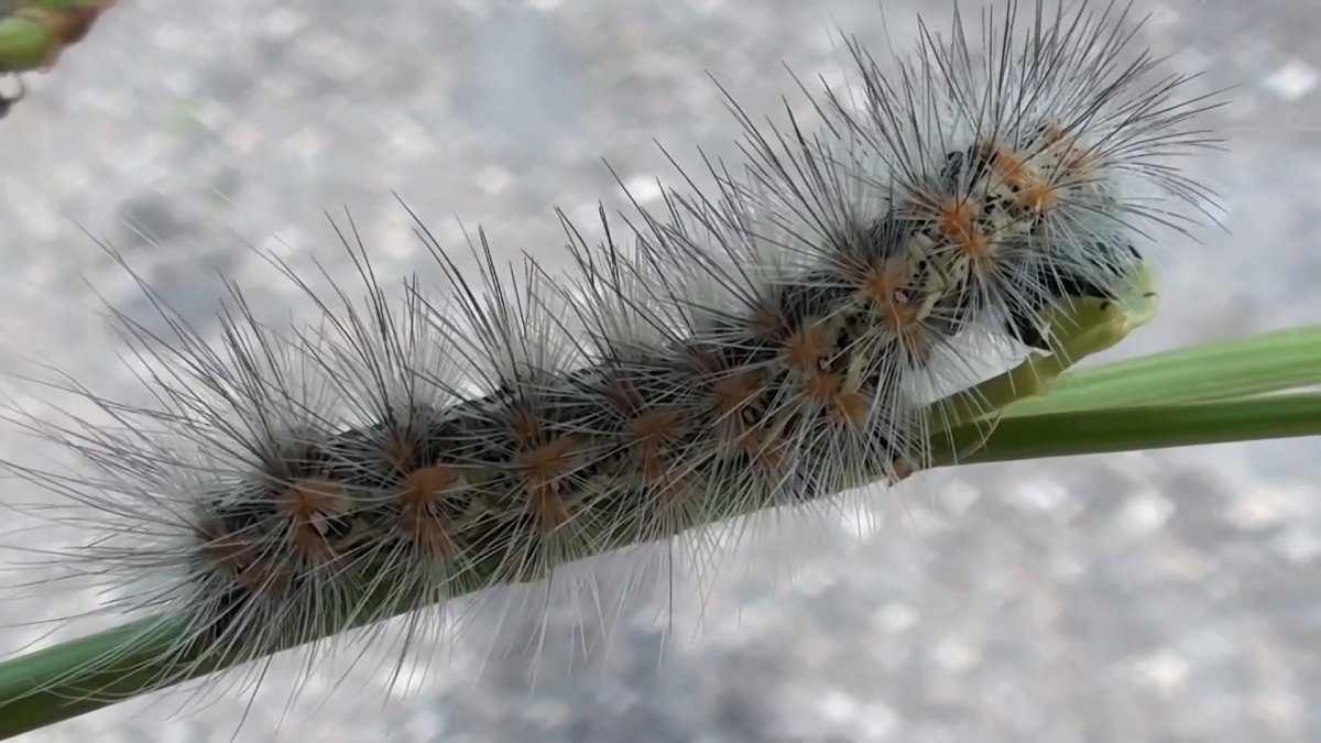 Гусеница пушистая Катерпиллар