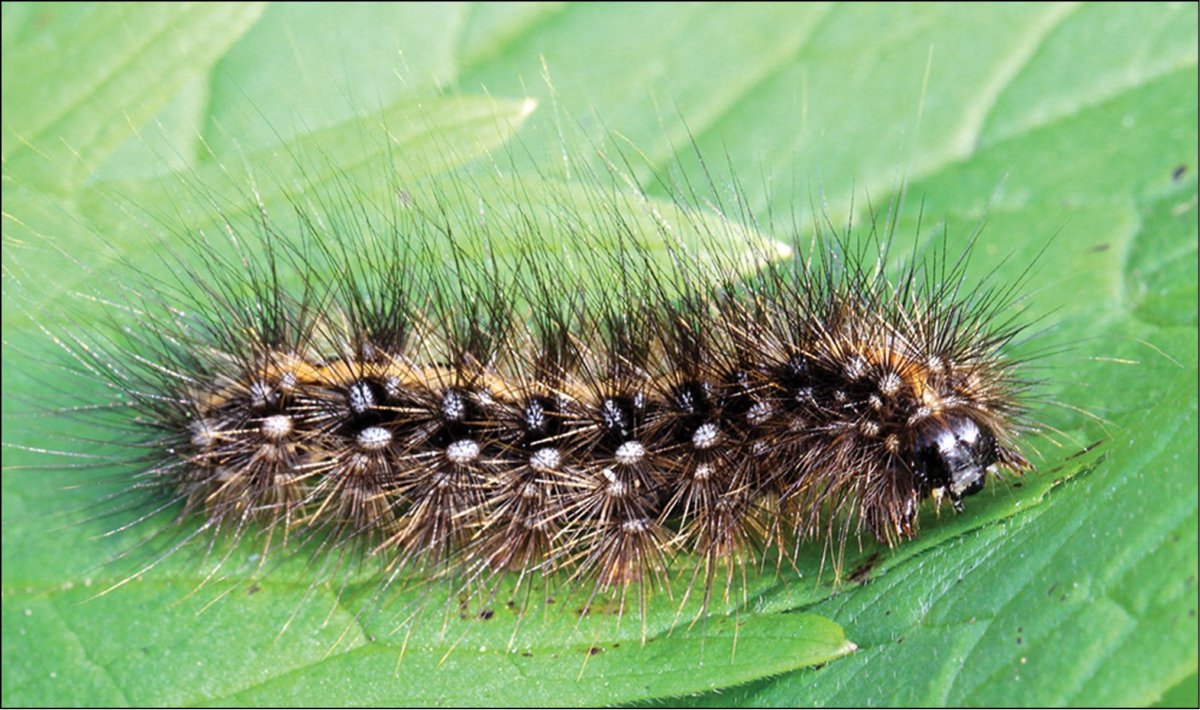 Гусеница оранжевая с черным