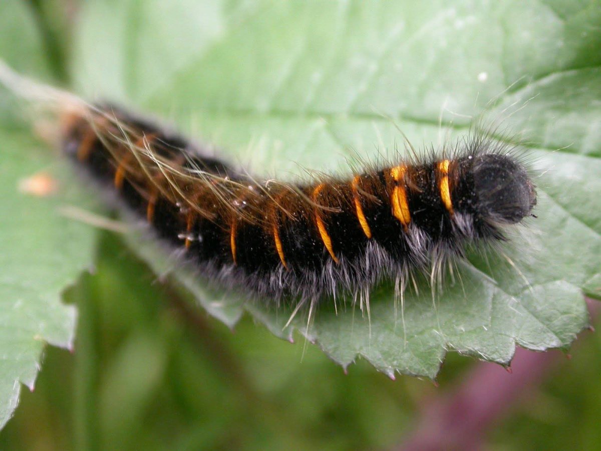 Гусеница бабочки Медведица-Кайя