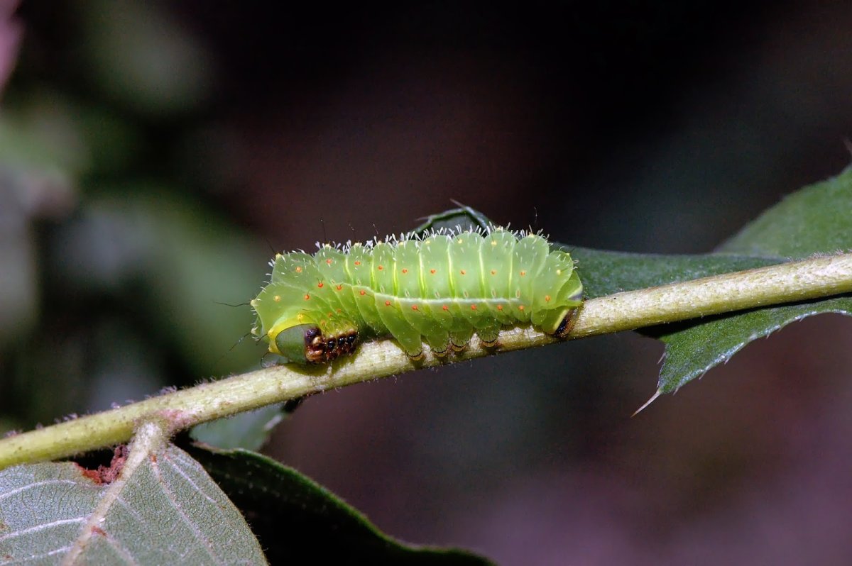 Коричневый Caterpillar гусеница