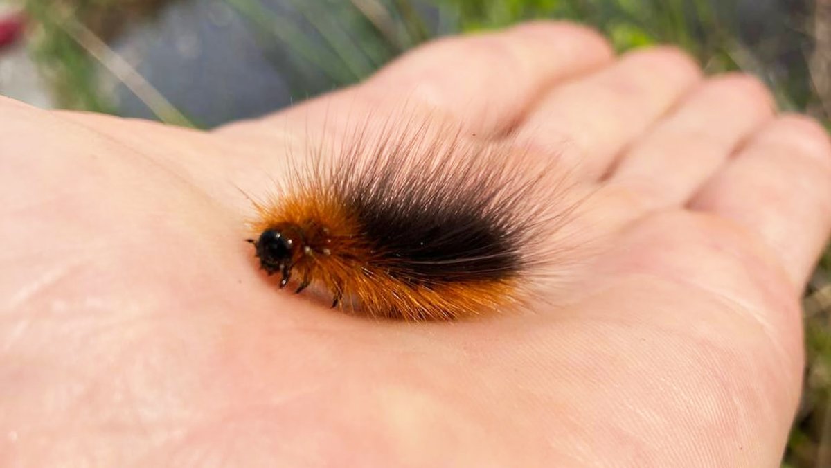 Бабочка Бражник мертвая голова гусеница