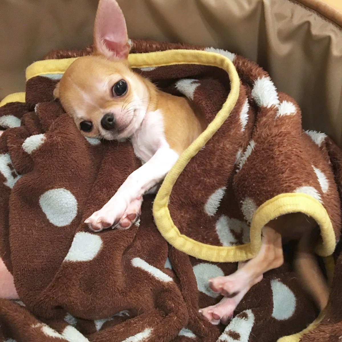 Смешные собачки чихуахуа