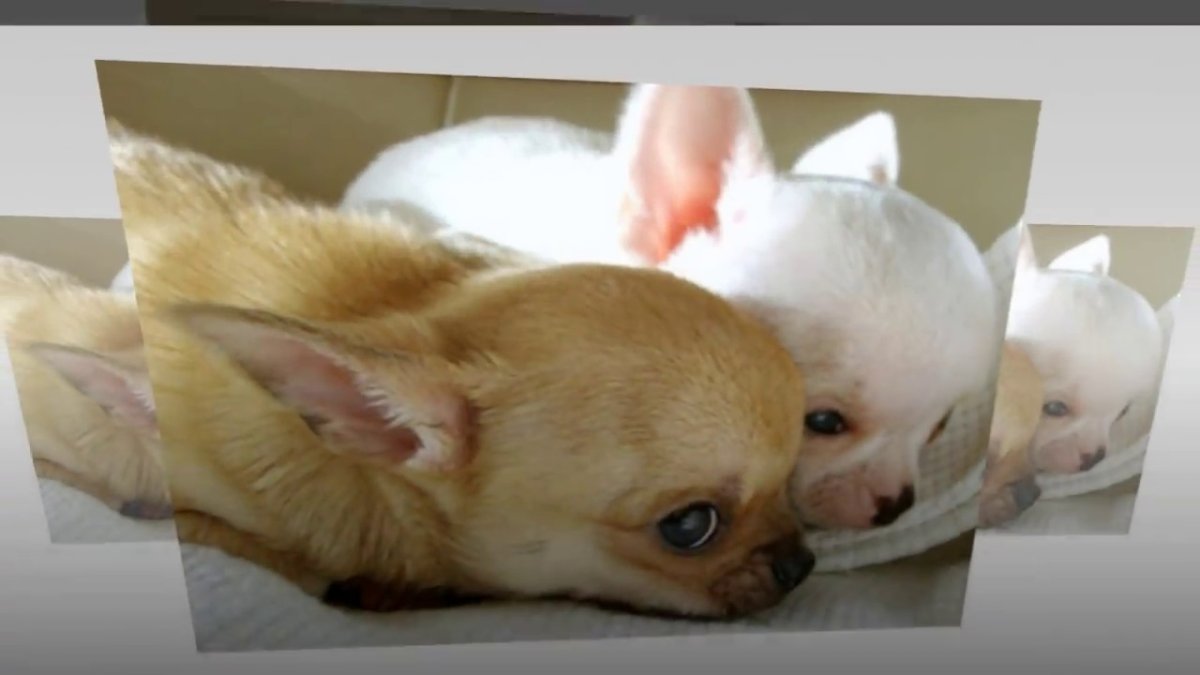 Собачка в хлебушке