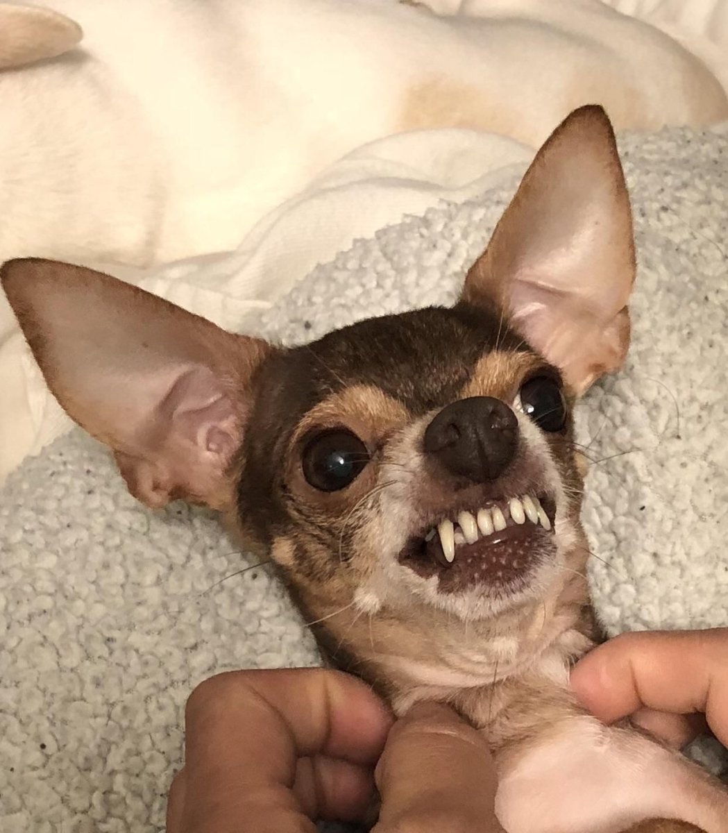 Мексиканский карликовый терьер чихуахуа