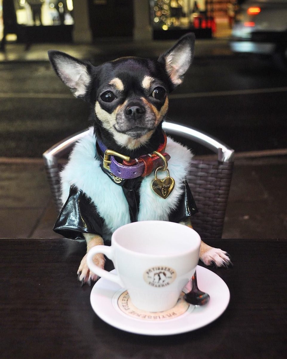 Прикольные собаки чихуахуа