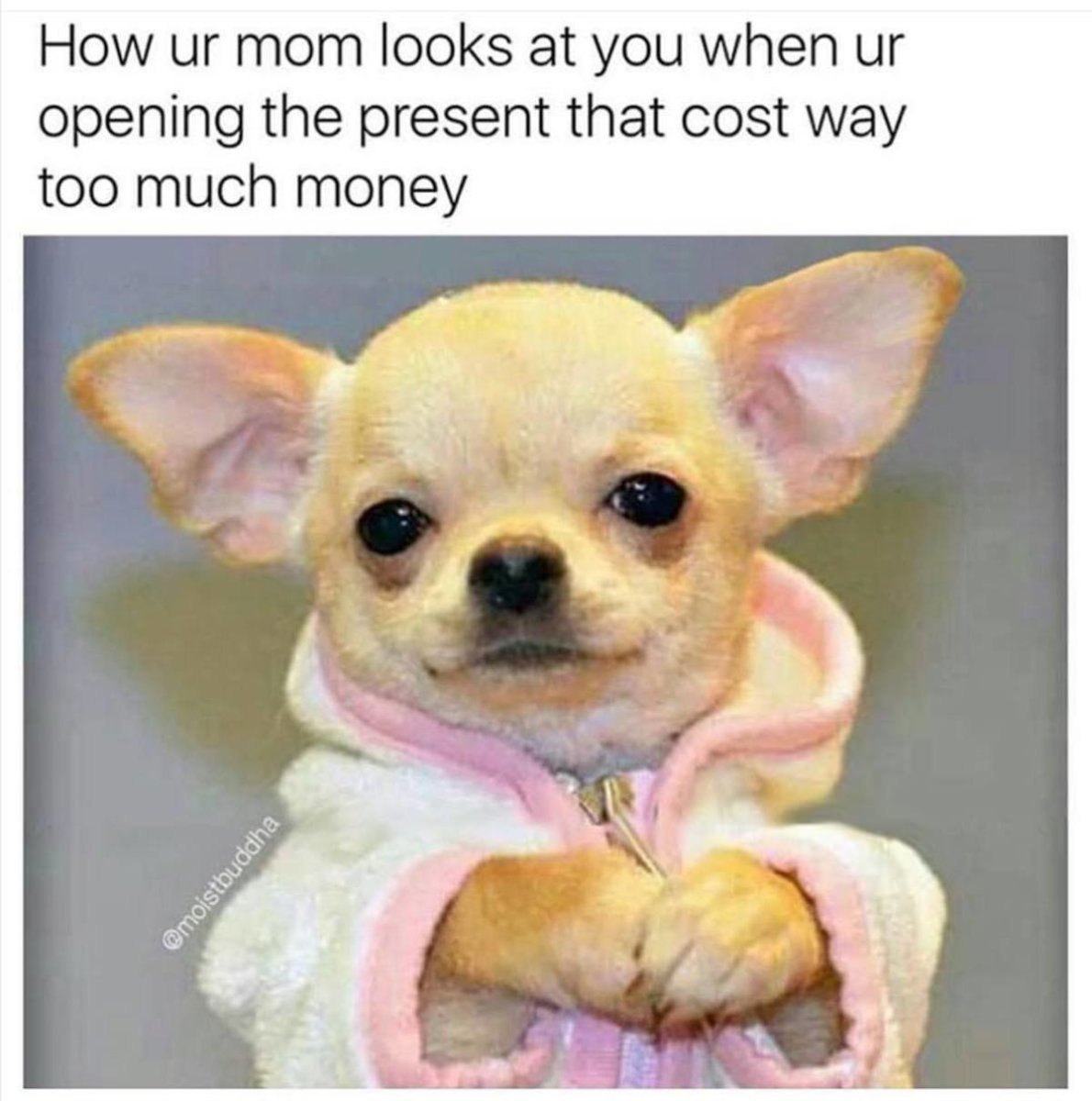 Грустная чихуахуа