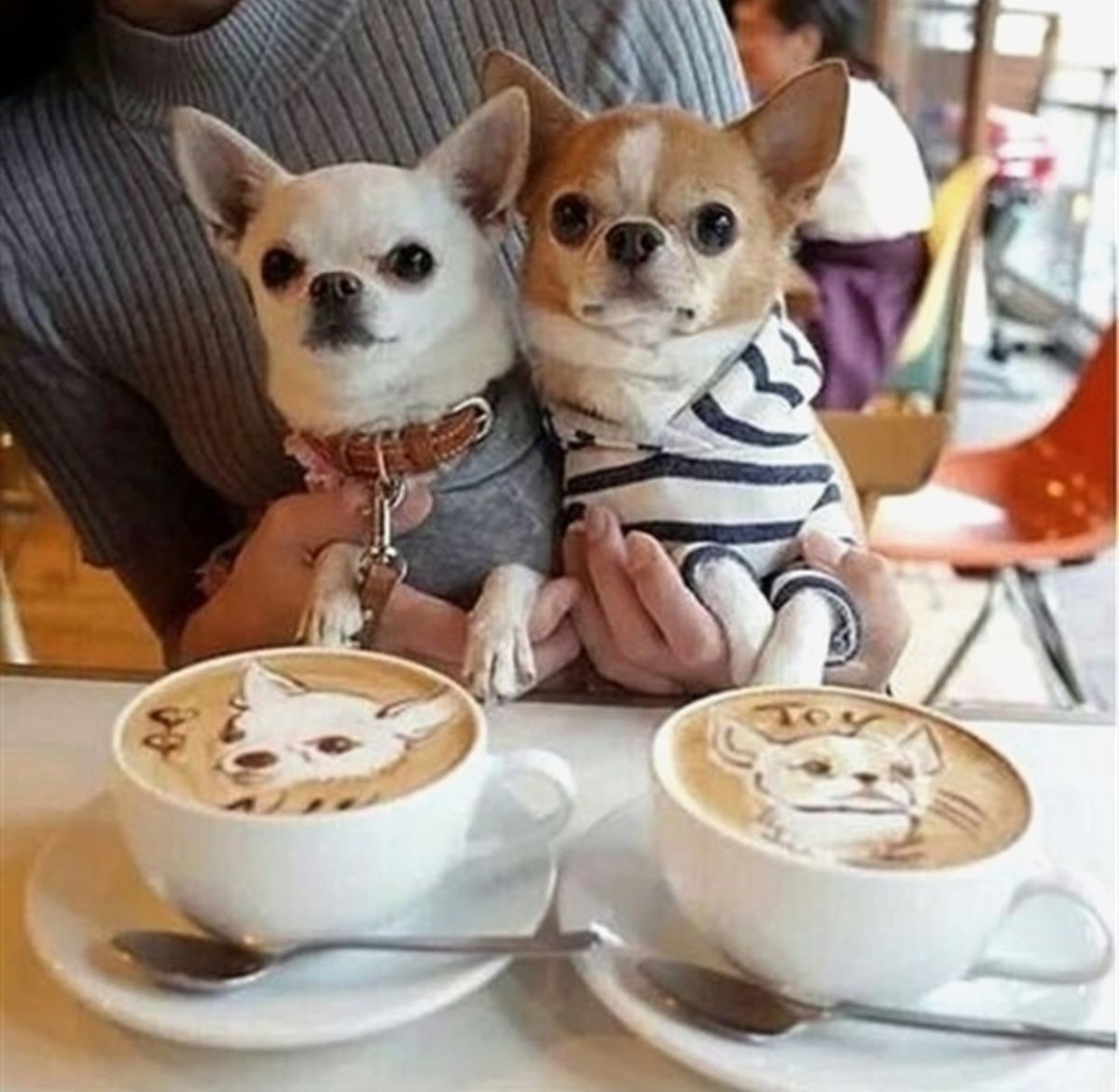 Милые собачки чихуахуа