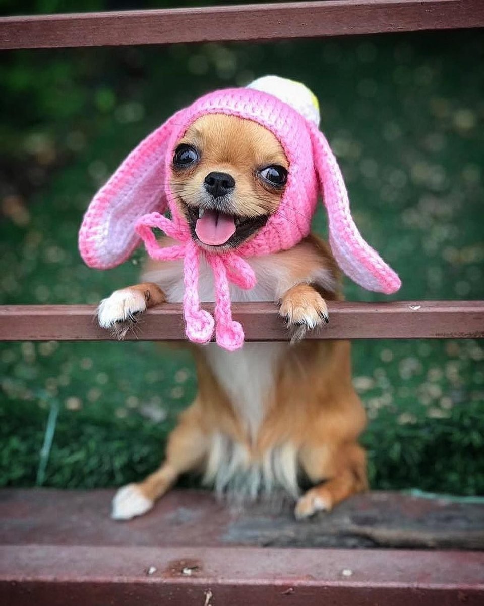 Морда чихуахуа прикол