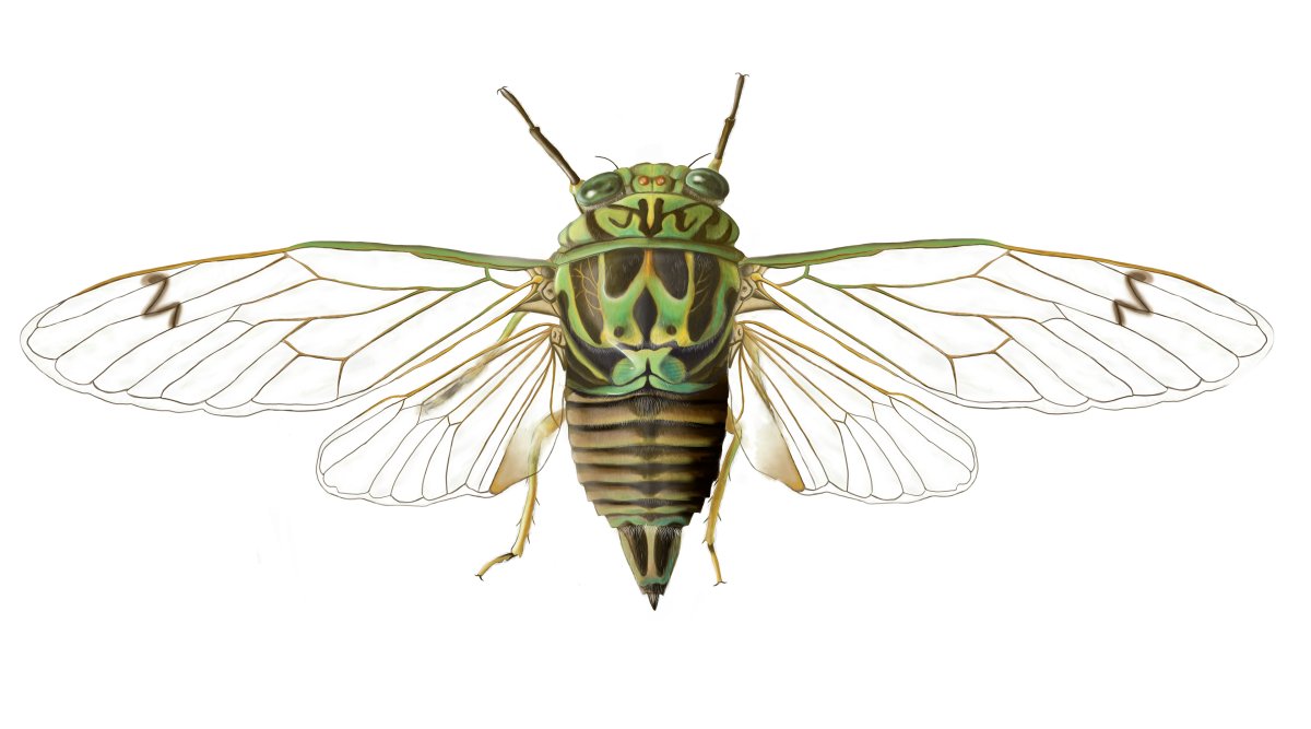 Цикада референс