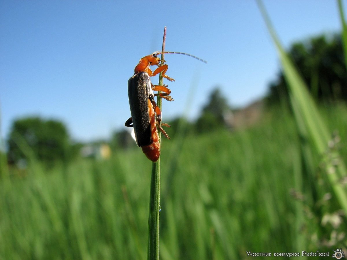 Каланча насекомое