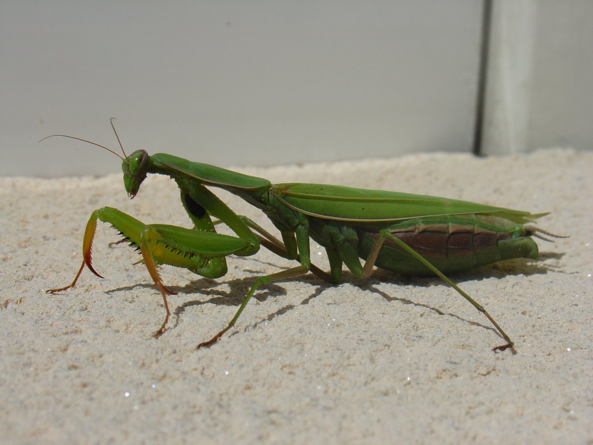 Богомол Дальневосточный