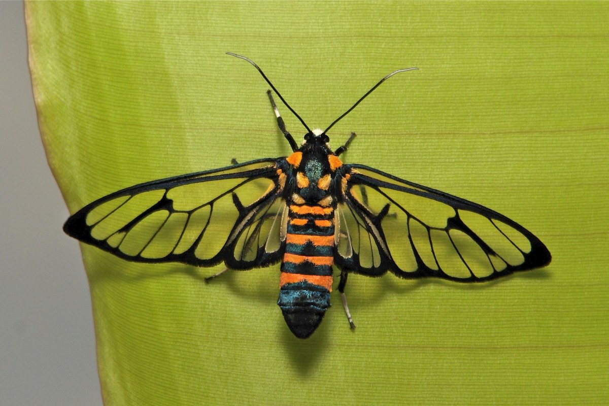 Мотылек Arctiinae