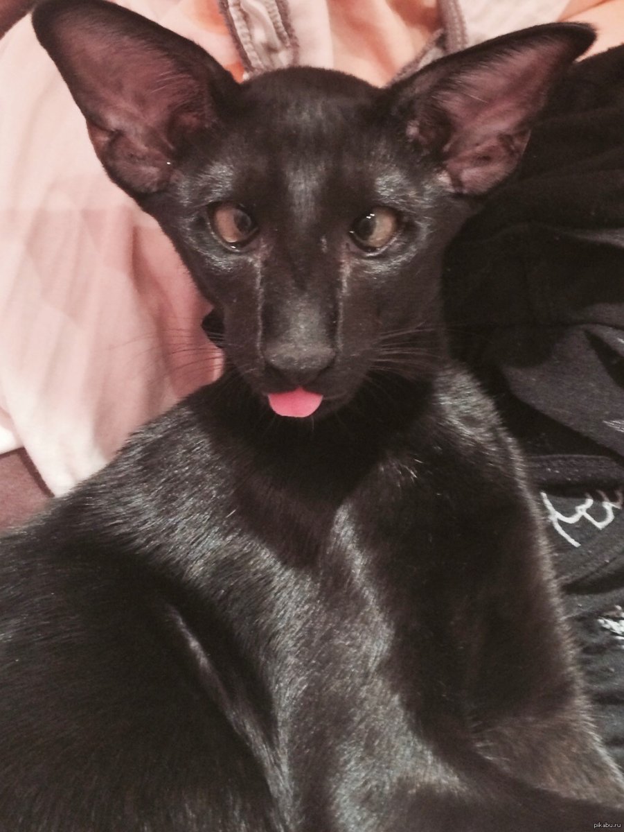 Ориентальная кошка Гитлер