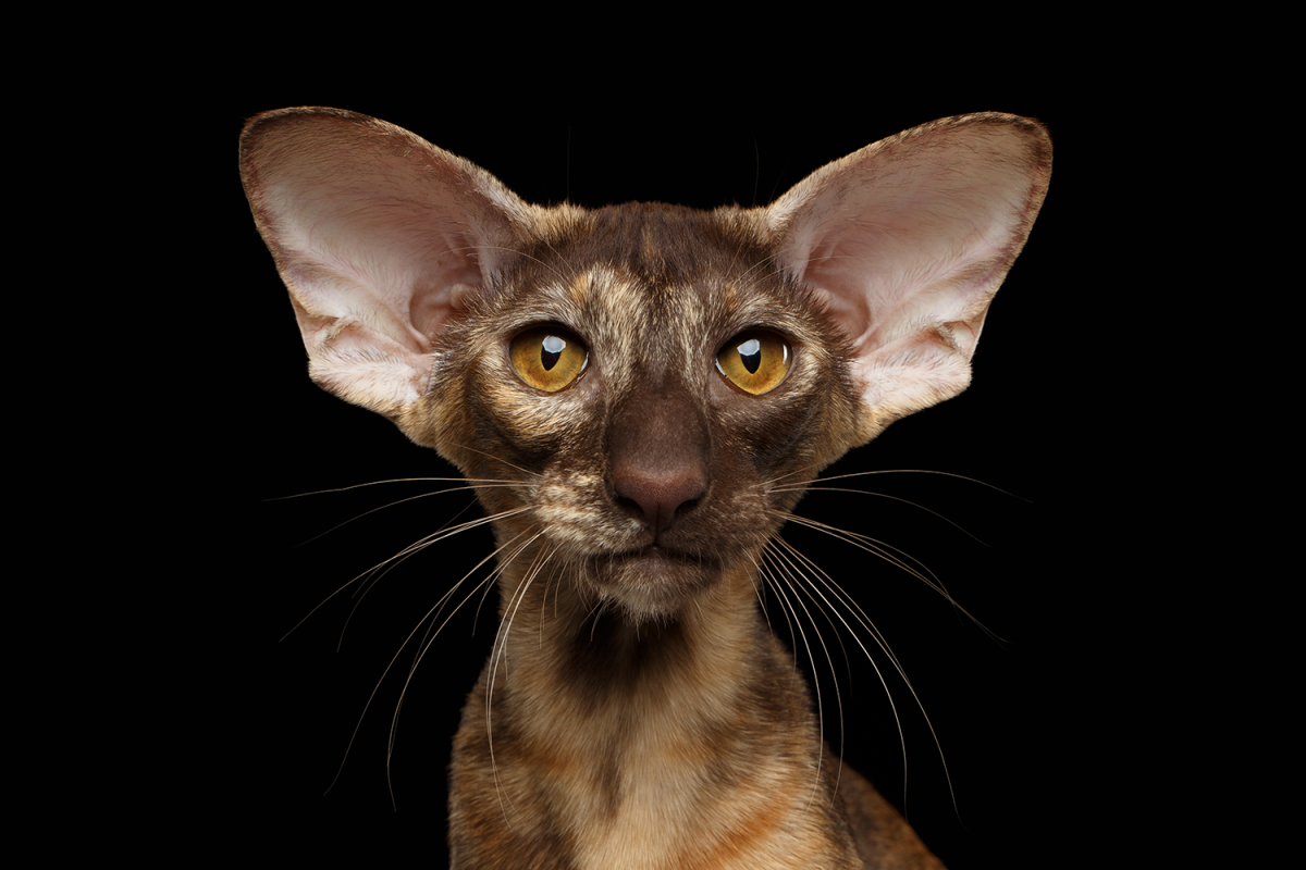 Оричка кошка Ориентальная