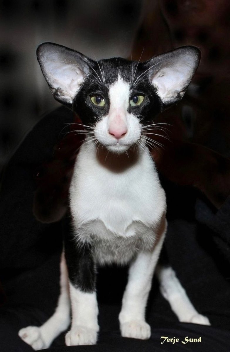 Ориентальный кот грузин