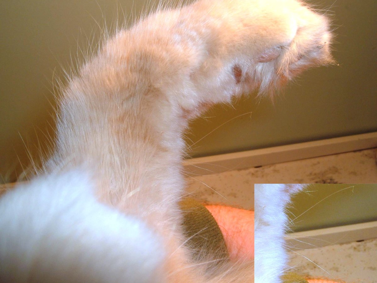 Кошачья лапа