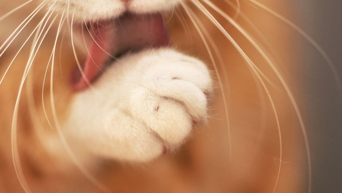 Кошачья лапка