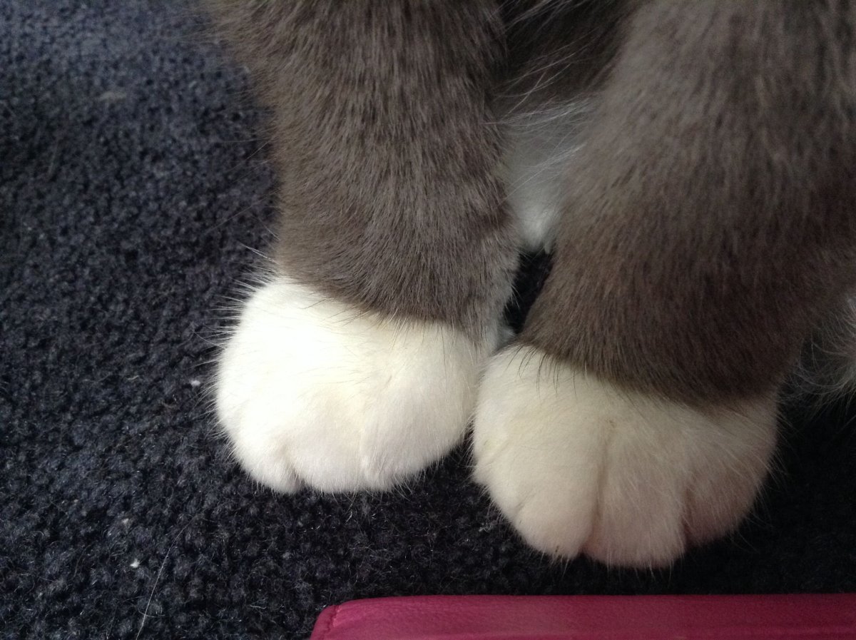 Кот тянется лапой