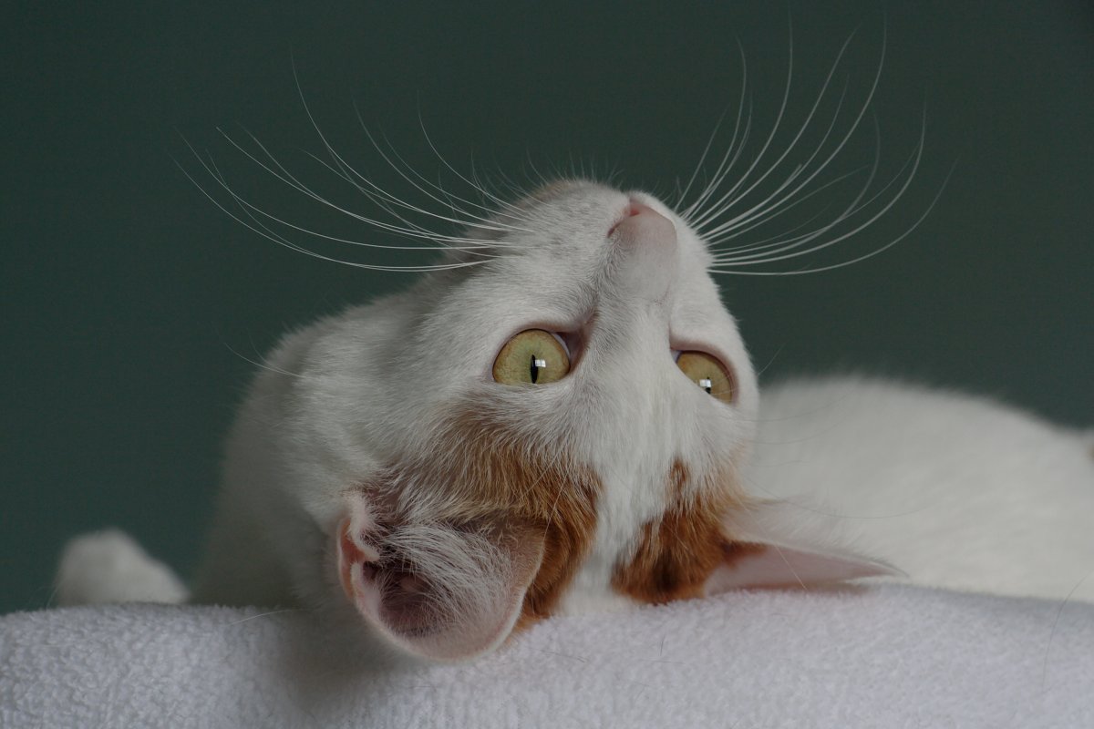 Вибриссы у кошек