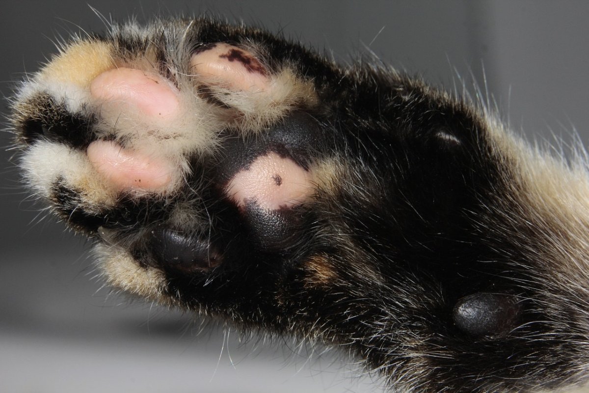 Паук с мохнатыми лапками