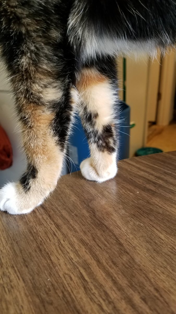 Leg Cat