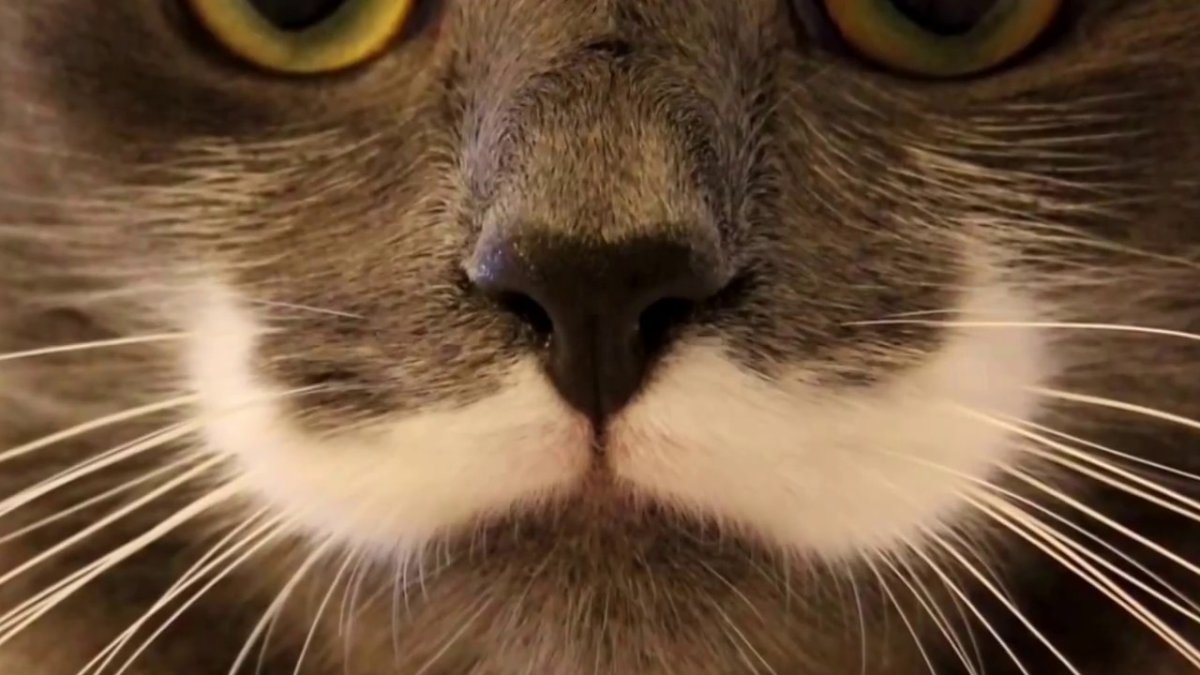 Обоняние у кошек