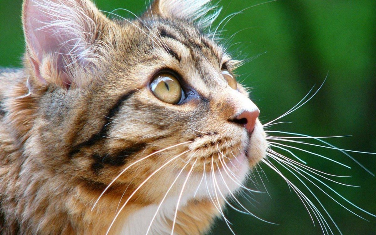 Длинные усы у кота