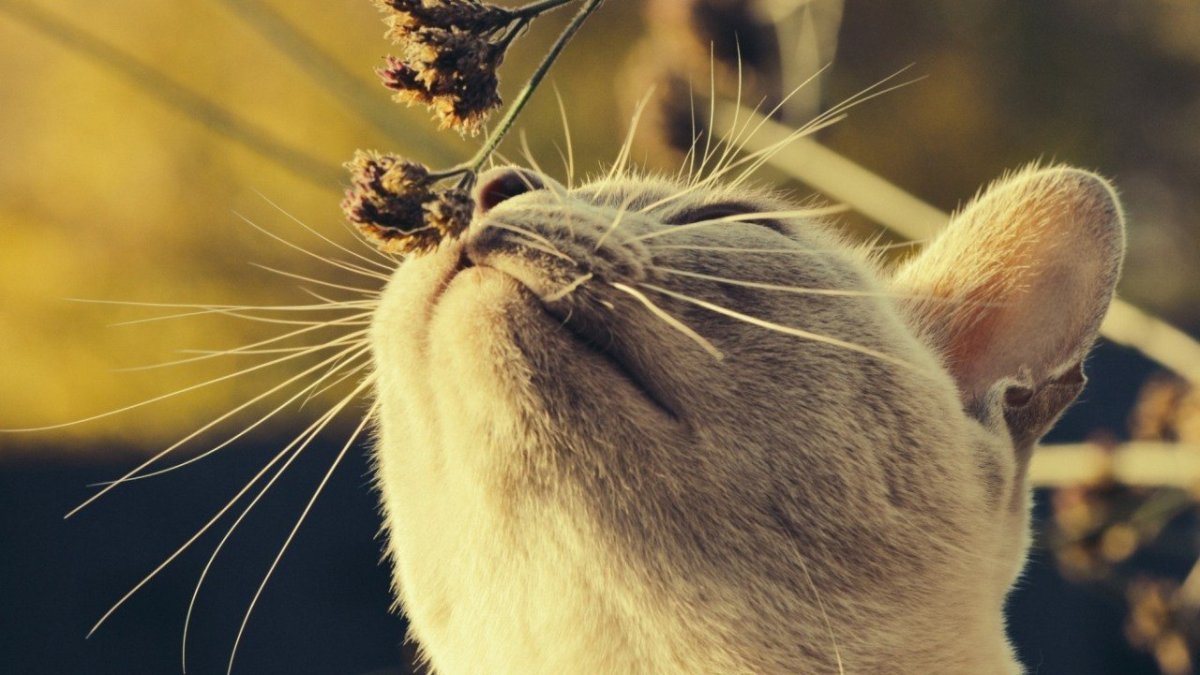 Вибриссы на лапах