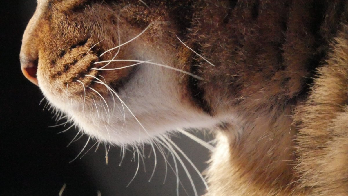 Кошачья лапа