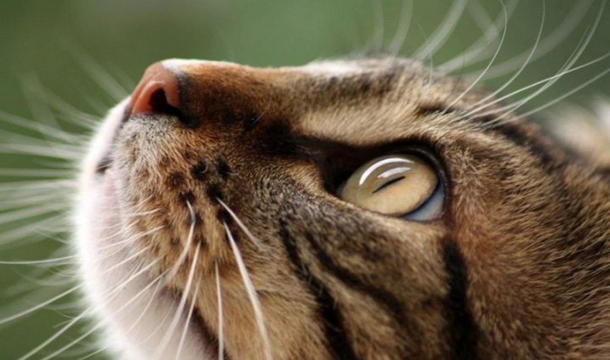 Кошачьи Вибриссы