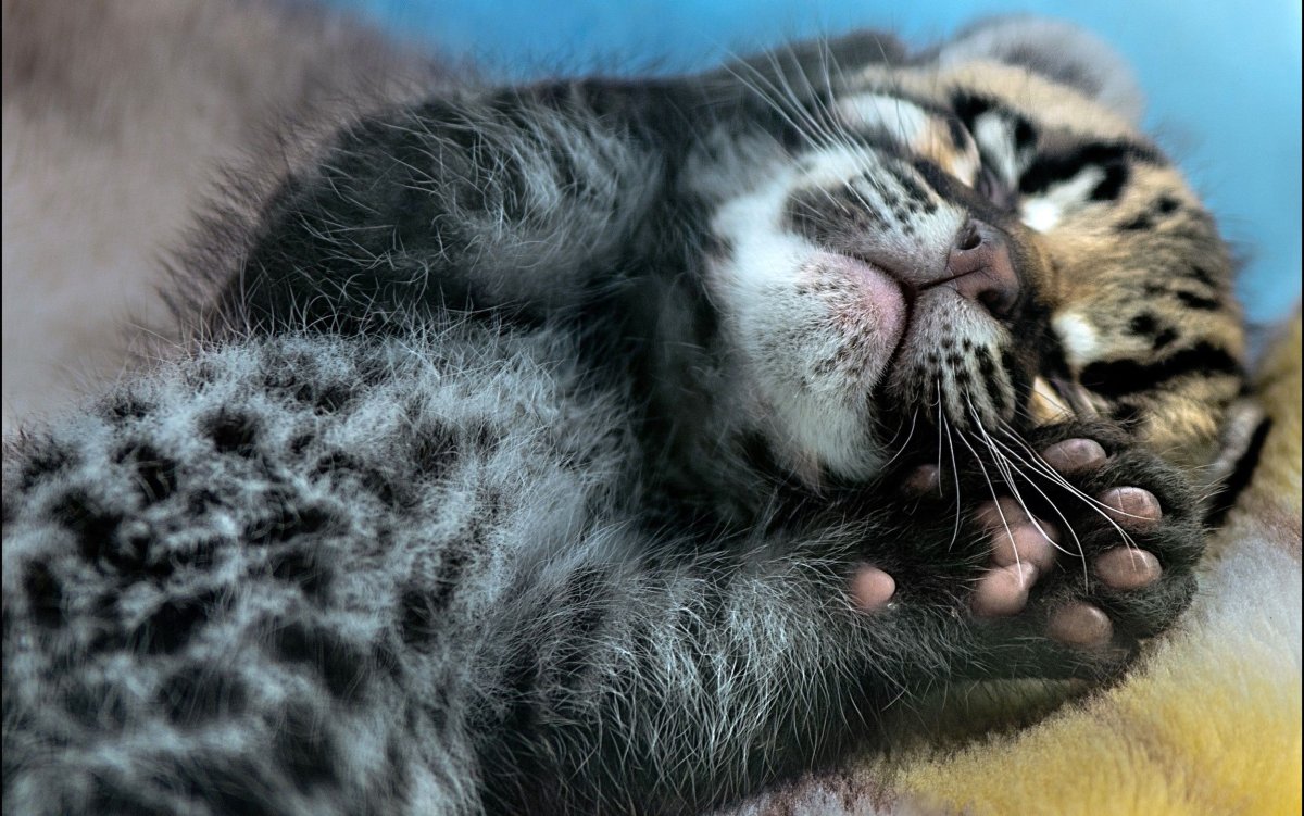 Кошачья лапка