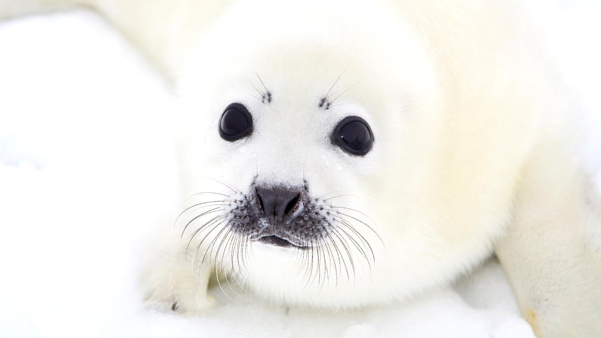 Белёк детеныш тюленя