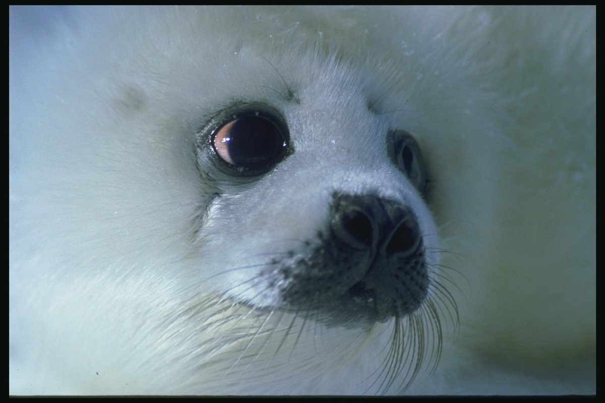 Байкальская Нерпа плачет