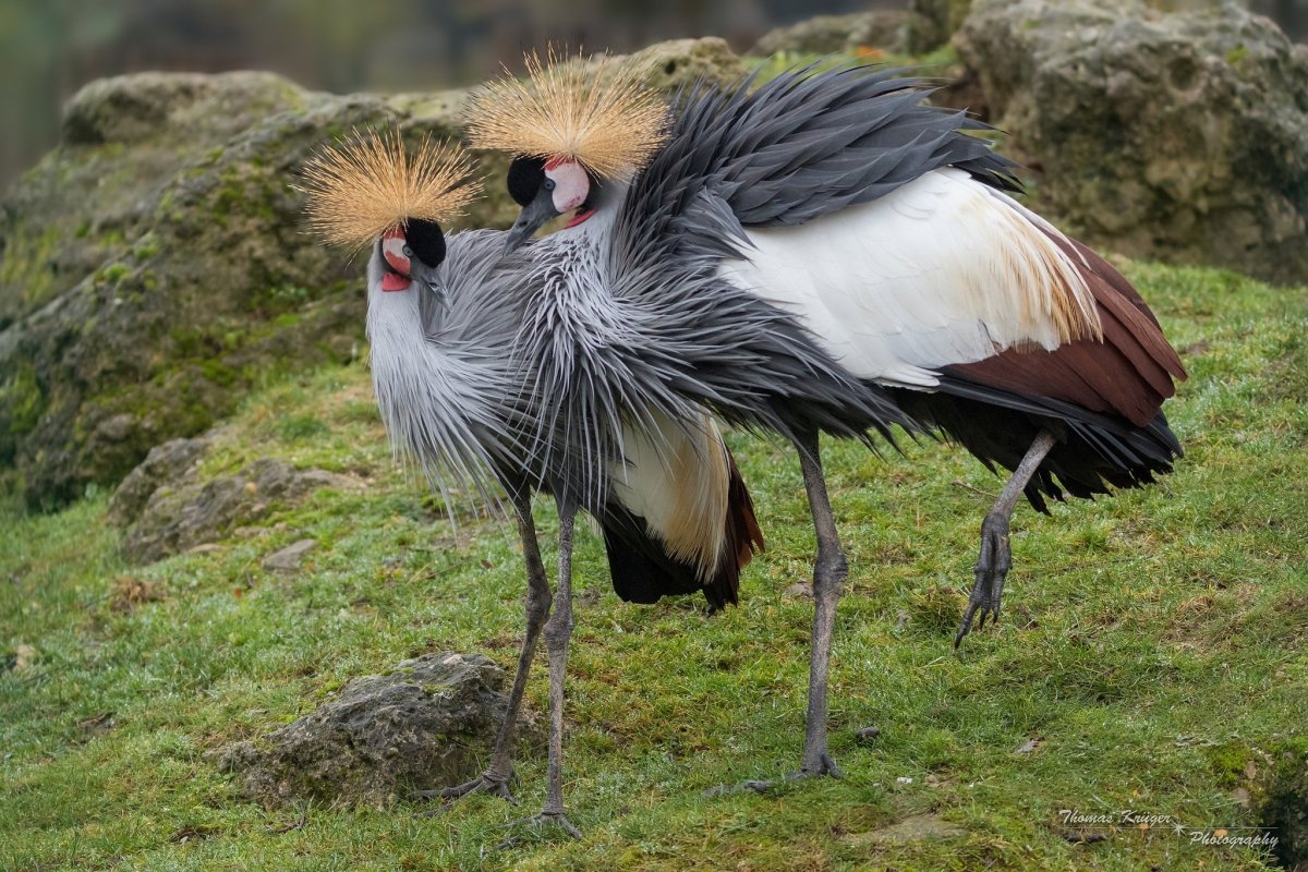 Венценосный журавль рисунок