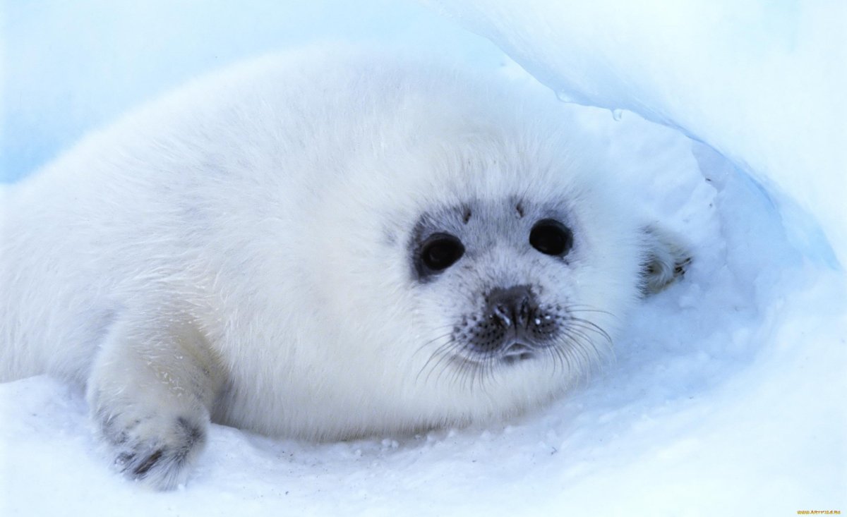 Потюленить картинка с приколом