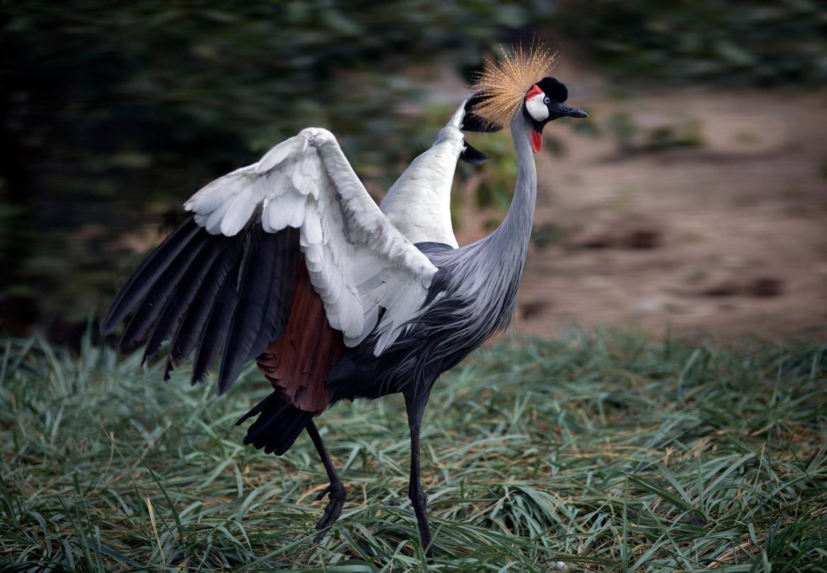 Венценосная цапля