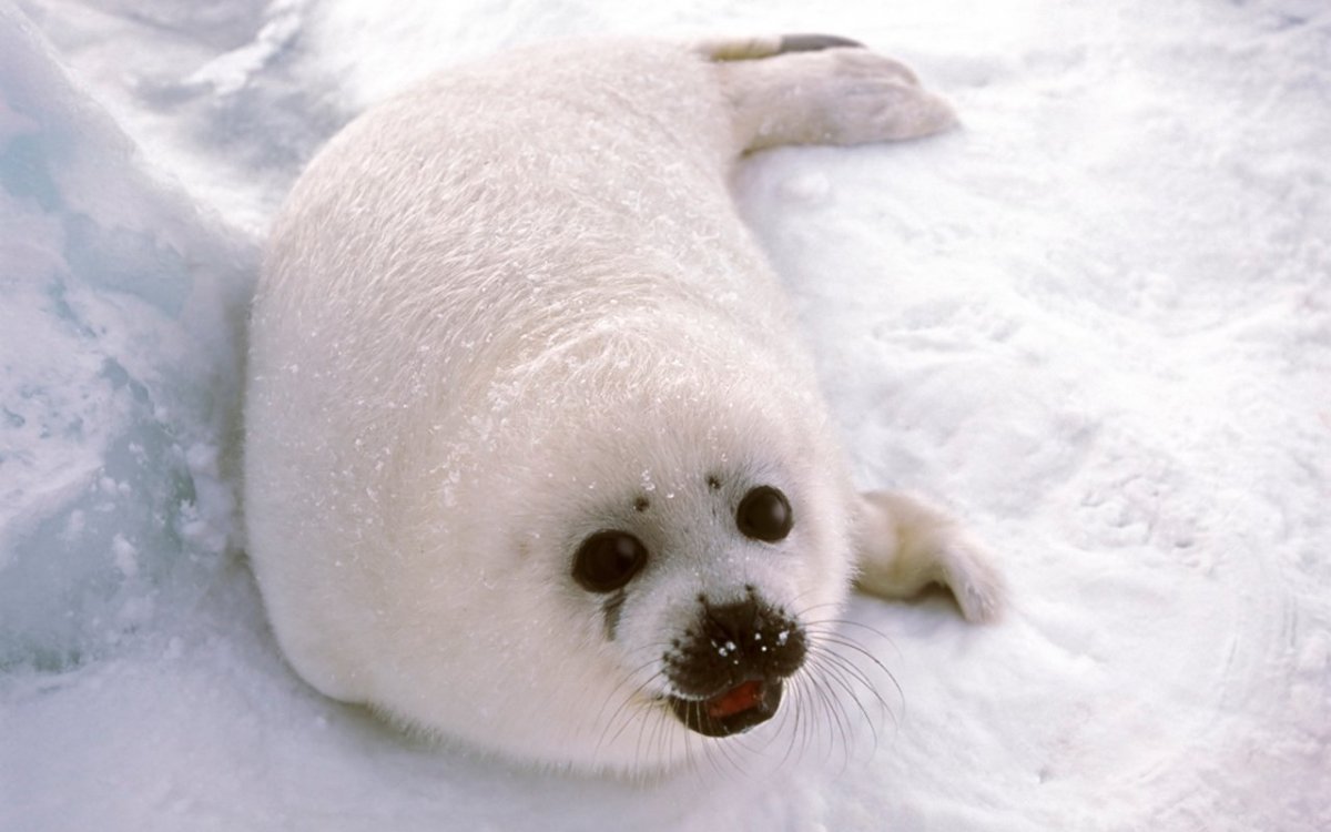 Белек гренландского тюленя