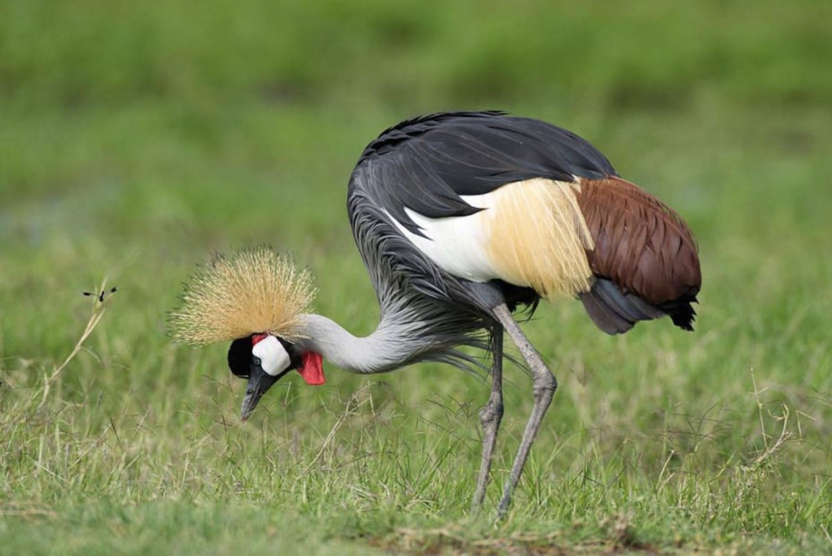 Африканский венценосный журавль