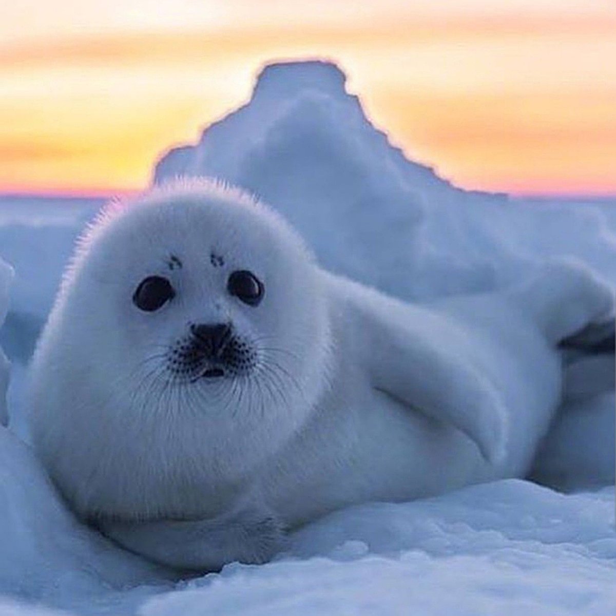 Детеныш морского котика Белек