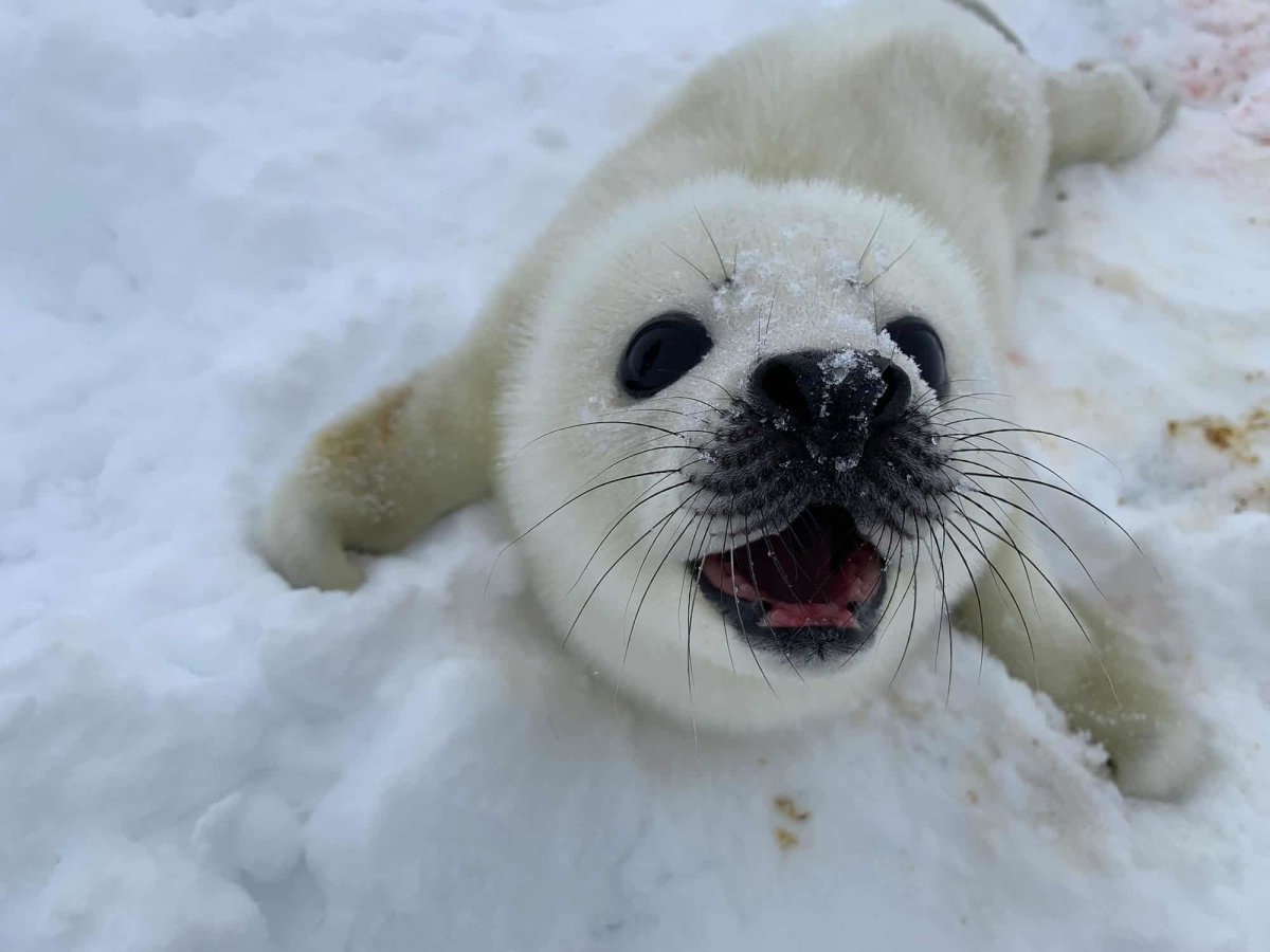 Нерпа в Арктике